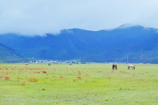 香格里拉納帕海草原