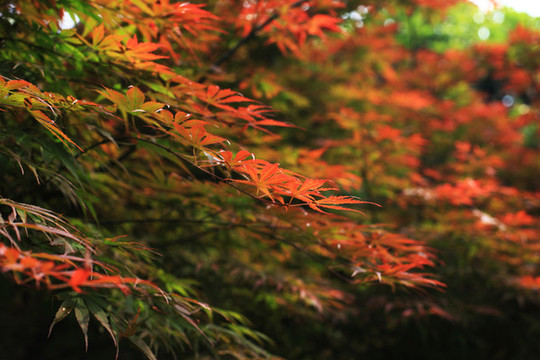 紅楓葉