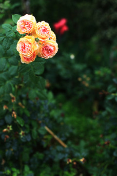 月季花