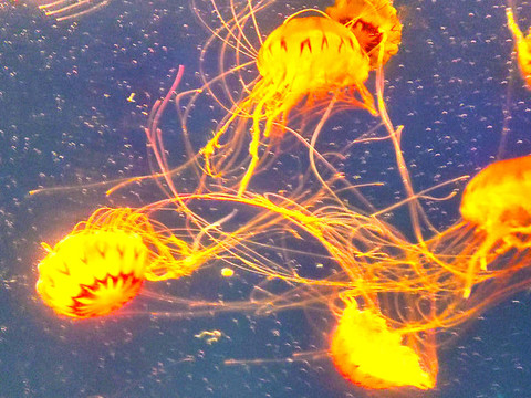 水母
