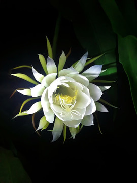 曇花