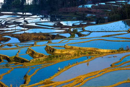 元陽(yáng)梯田