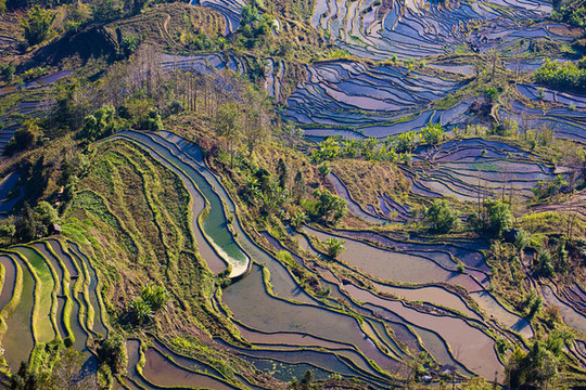 元陽梯田