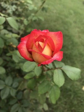 紅色月季花