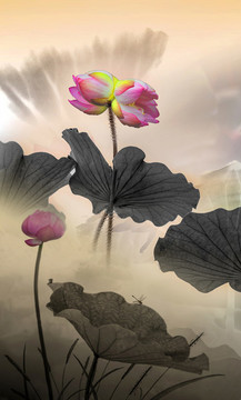 荷花