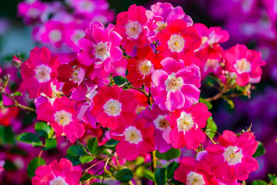 單瓣月季花