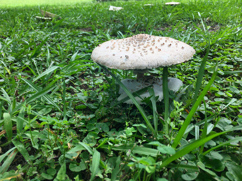 蘑菇