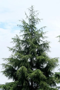 雪松