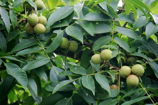 核桃樹