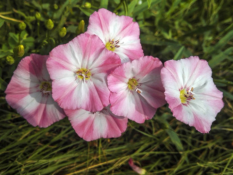 牽牛花