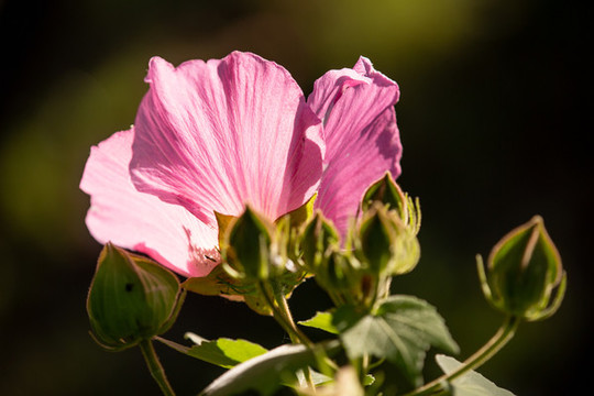 木芙蓉