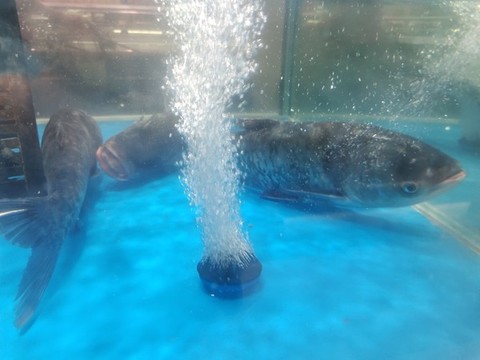 鰱魚