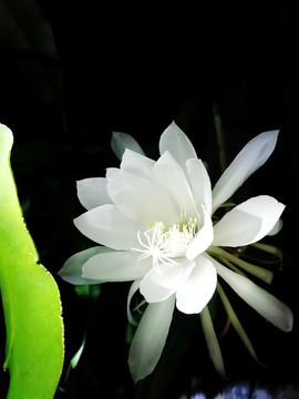曇花