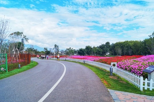 洱海海邊濕地