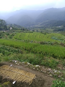 梯田