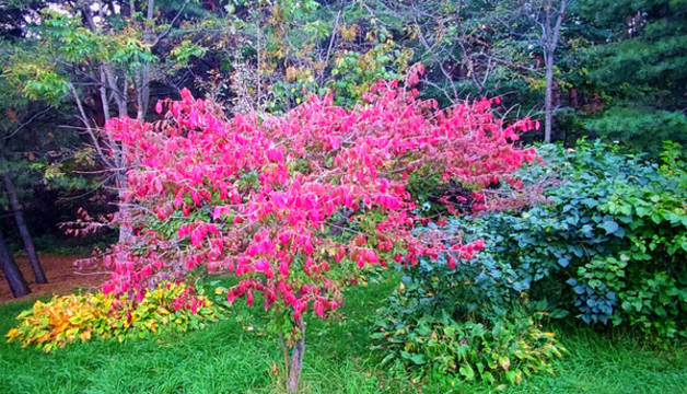 鮮花