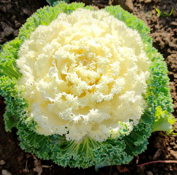鮮花