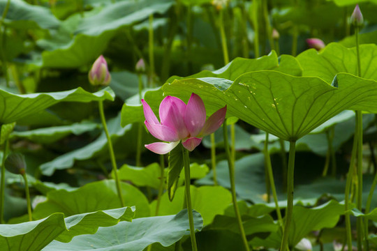 荷花