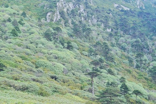 自然保護(hù)區(qū)森林