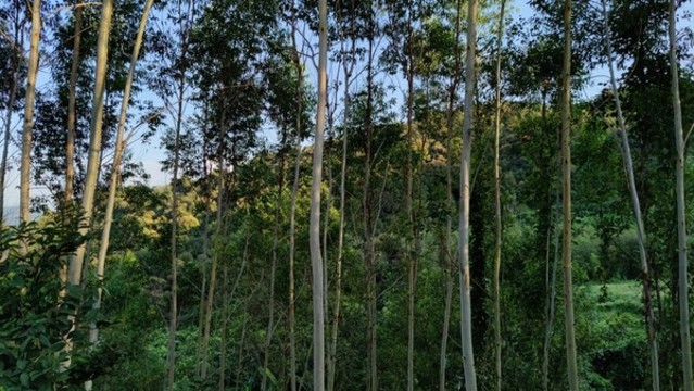 桉樹林