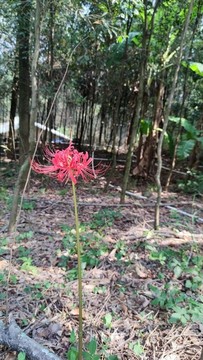 石蒜花