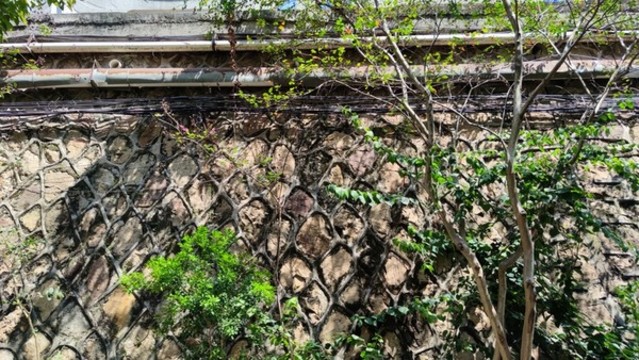 枝葉與陽光