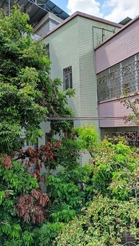 龍眼樹與民居
