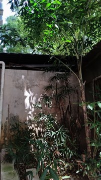 枝葉與陽光