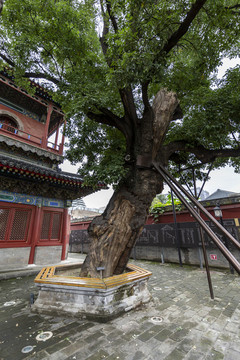北京東城區(qū)智化寺古樹(shù)