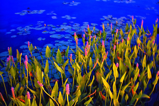 湖中水草梭魚草