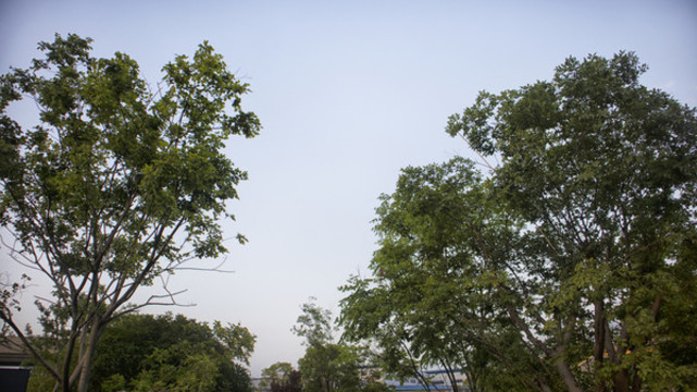 樹枝