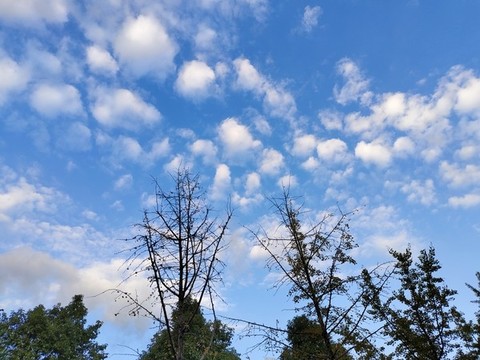 天空與樹(shù)枝
