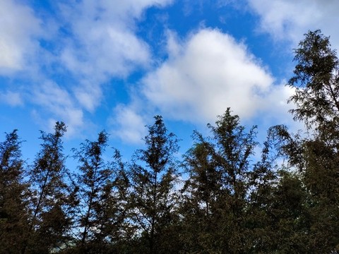 天空與森林