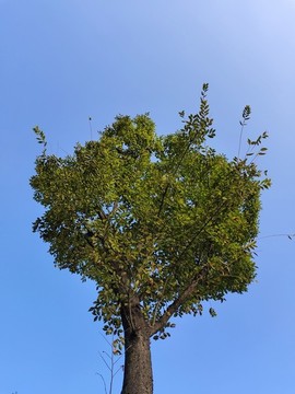 樹