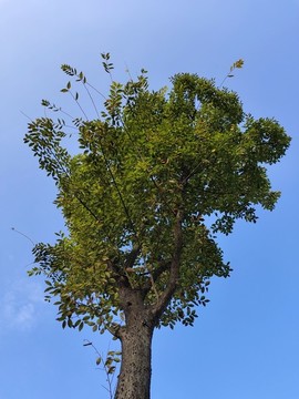 大樹