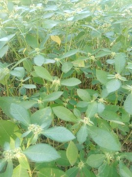 飛揚(yáng)草