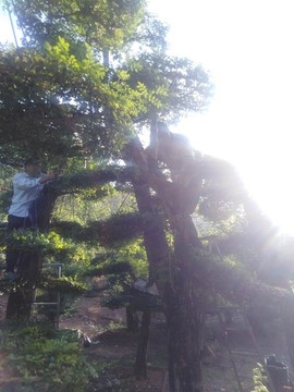 修剪