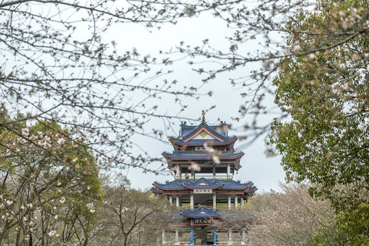 江蘇無(wú)錫黿頭渚櫻花風(fēng)光