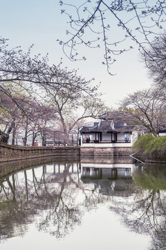 江蘇無(wú)錫黿頭渚櫻花風(fēng)光