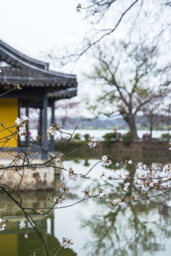 江蘇無(wú)錫太湖黿頭渚櫻花風(fēng)光