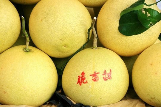 柚子