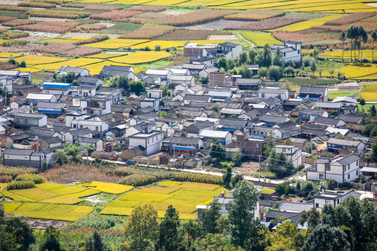 鄉(xiāng)村稻田