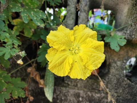 絲瓜花