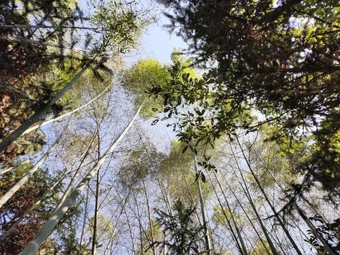 秋天的竹林