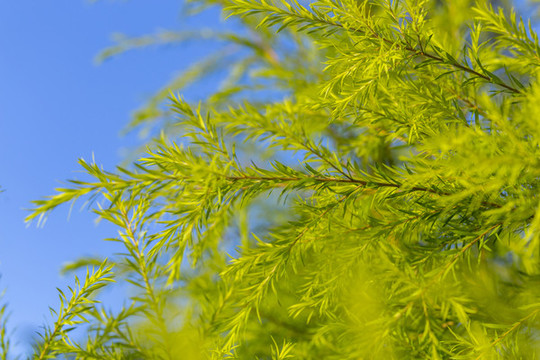 春天發(fā)芽的柳樹(shù)枝條