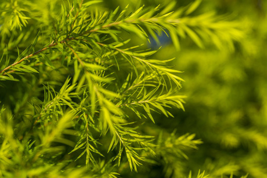 春天發(fā)芽的柳樹枝條