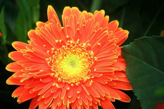 非洲菊