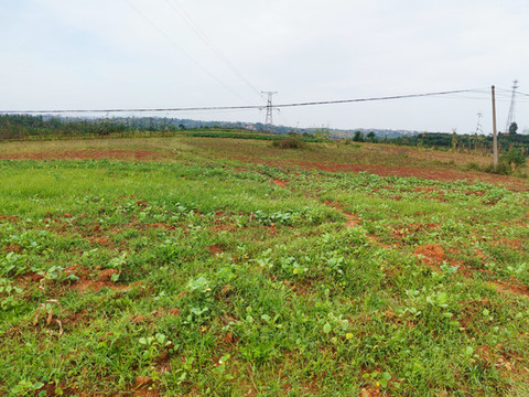 農(nóng)田