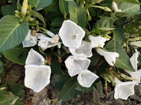 空心菜小白花