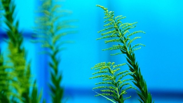 加拿大一枝黃花